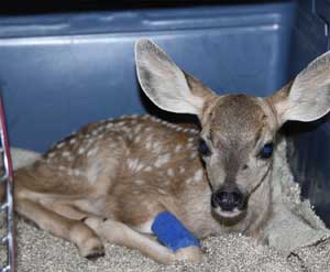 baby fawn